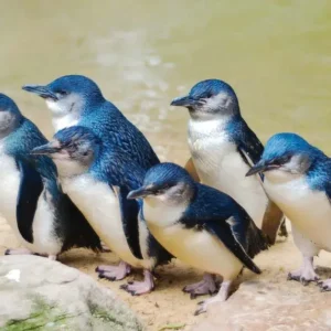 【人生天地線】企鵝島上的養生智慧