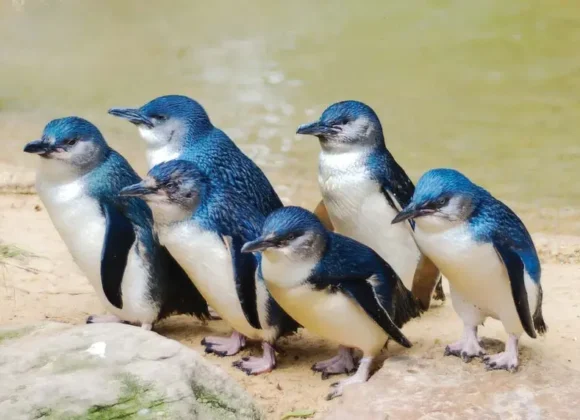 【人生天地線】企鵝島上的養生智慧