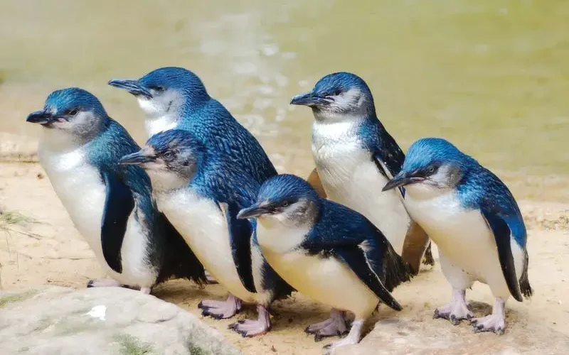 【人生天地線】企鵝島上的養生智慧